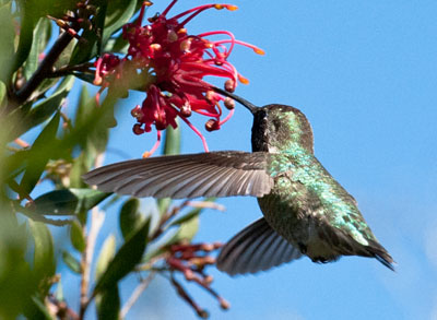 Hummingbird Days
