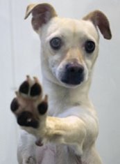 SVACA Holds Adoption Event, Saves Lives