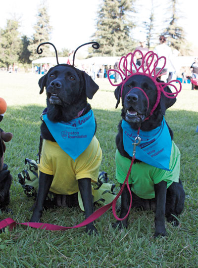 Walk &lsquo;n Wag Raises Funds for HSSV