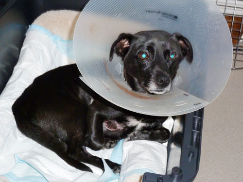 Donations Still Needed to Save Dog's Life