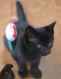 SVACA Finds Homes for Homeless Animals, Needs Fosters