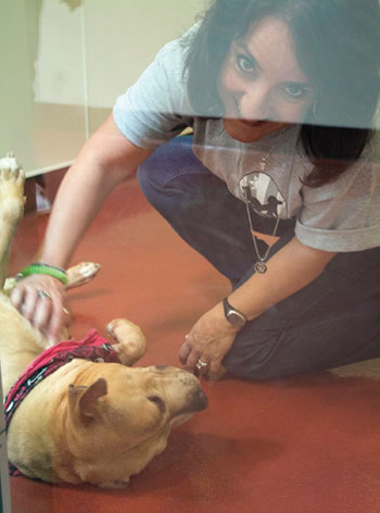 SVACA Finds Homes for Homeless Animals, Needs Fosters