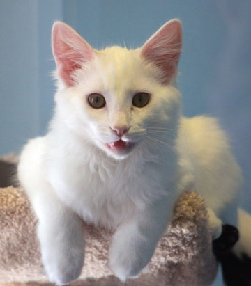 SVACA Holds Holiday-Themed Adoption Event