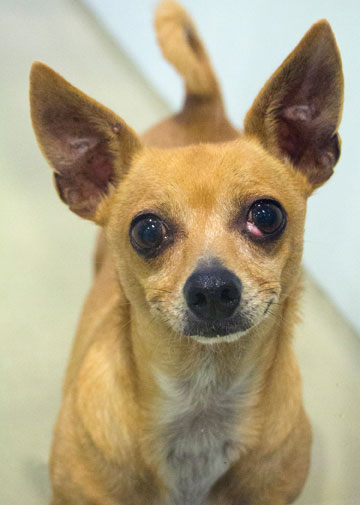 SVACA Holds Holiday-Themed Adoption Event