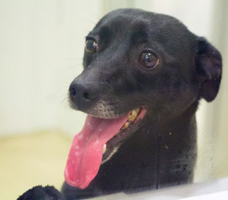 Community Help Needed to Save Injured Dog