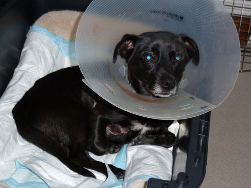 Community Help Needed to Save Injured Dog