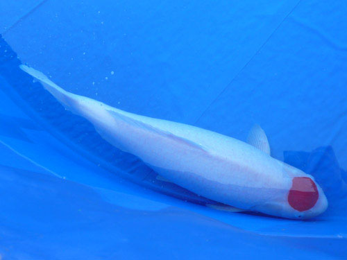 Santa Clara Valley Koi and Water Garden Club Welcomes New Members