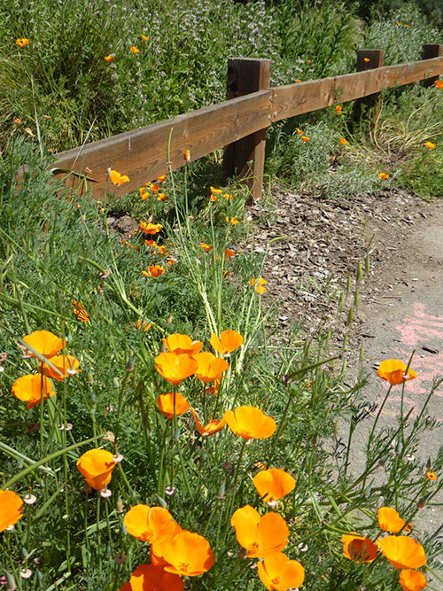 Ulistac Natural Area – Where the Wildflowers Miraculously Grow